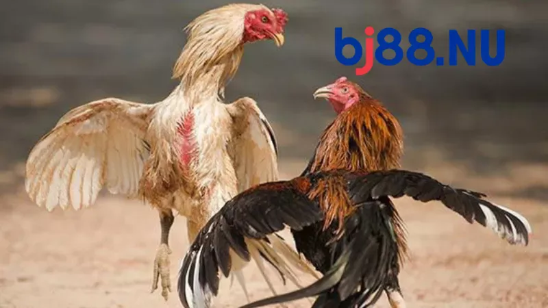 Hướng dẫn tham gia Đá gà trực tuyến BJ88 cho kê thủ mới nhập môn